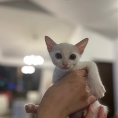 ハートマーク♡の白子猫