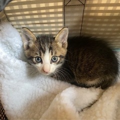 キジシロ　1ヶ月ぐらい