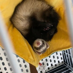 フェレットの里親募集します