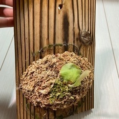 ビカクシダ　ウィリンキー×ビフルカツムの画像