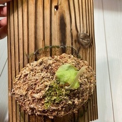 ビカクシダ　ウィリンキー×ビフルカツム