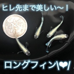 【若魚2ペア】マリアージュロングフィン　（検索用　メダカ　めだか　リアルロングフィン　ヒレ長　モルフォ）の画像