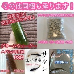 【グリーンウォーター500ml】青水　飼育水の画像