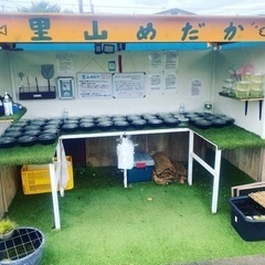 里山めだか無人販売所　8/17 タマミジンコとエビ