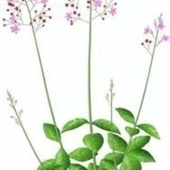 ★ 大岡山 ★ ハゼラン ★ 鉢付 ★