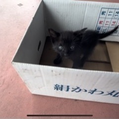 【里親募集】2022年8月25日  愛媛県新居浜市 野良猫 赤ち...