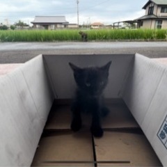 【里親募集】2022年8月25日  愛媛県新居浜市 野良猫 赤ちゃん 黒猫ちゃん − 愛媛県