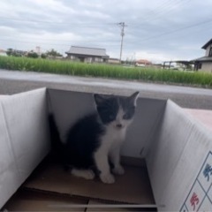 【里親募集】2022年8月25日 愛媛県 新居浜市 動画欲しい方...