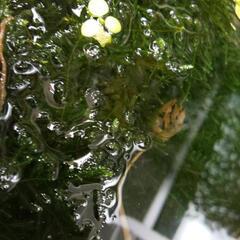 ミナミヌマエビ15匹 ②の画像