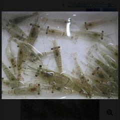 生きモエビの画像