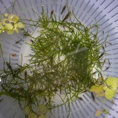 ミナミヌマエビ50匹＋オマケ水草