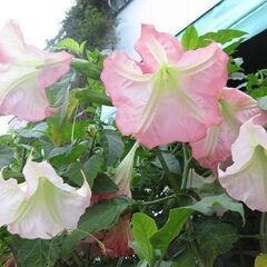 ダチュラ　エンジェルストランペット　挿し木苗　庭木　鉢植え　ピンク系