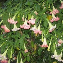 ダチュラ　エンジェルストランペット　挿し木苗　庭木　鉢植え　ピンク系の画像