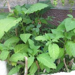 ダチュラ　エンジェルストランペット　挿し木苗　庭木　鉢植え　ピンク系の画像