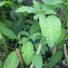 ダチュラ　エンジェルストランペット　挿し木苗　庭木　鉢植え　ピンク系の画像