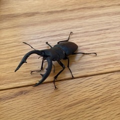 ノコギリクワガタ　オス