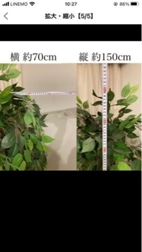 ダイニングテーブル、観葉植物