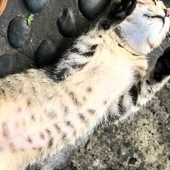 大雨の日の大泣きの子猫 − 秋田県