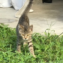 大雨の日の大泣きの子猫 - 里親募集