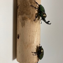 ニジイロ　　その2の画像