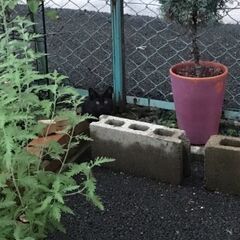 ジジに似た可愛い子猫ちゃん　受付終了しました