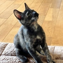 可愛いさび猫ちゃんを家族の一員にしてもらえませんか！
