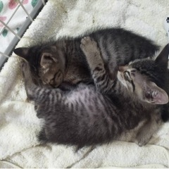 2匹の仔猫