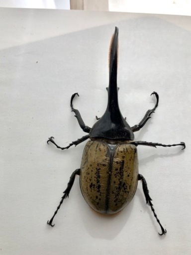 ペアDH. ヘラクレスオオカブト