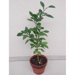 【取引中】愛南ゴールド(和製グレープフルーツ)の鉢植え②