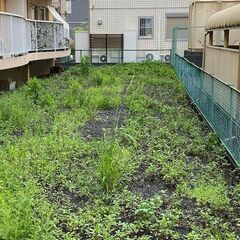 草むしりおよび立ち木の剪定