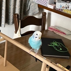 いなくなったセキセイインコを探しています