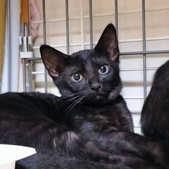 可愛い子猫(クロ、ピンク首輪)＊4ヶ月♂＊