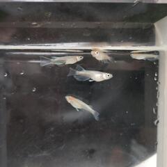 紅白体外光RLFメダカの画像