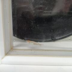 紅白体外光RLFメダカの画像