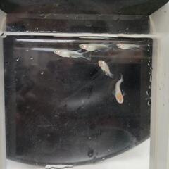 紅白体外光RLFメダカの画像