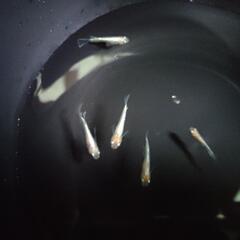 紅白体外光RLFメダカの画像