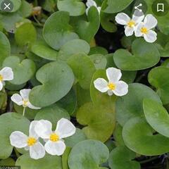 ☆トチカガミ 水草