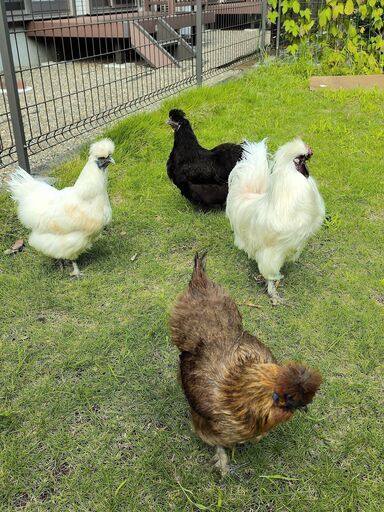 烏骨鶏 里親募集雄1羽雌8羽 (アキラ) 市川のその他の里親募集