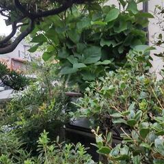 木蓮欲しい人いますか？