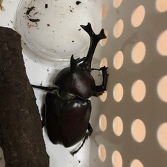 カブトムシ1〜4匹・ヒメクワガタ