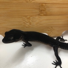 レオパ(ブラックナイト)お迎え募集中！