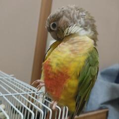 ウロコインコパイナップル　11ヶ月　メス