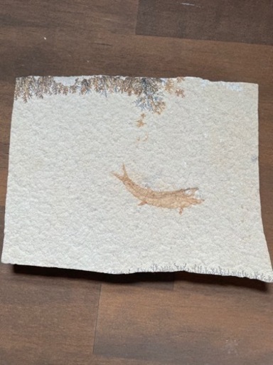 魚の化石
