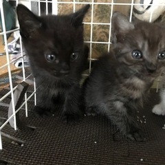 家族になってください