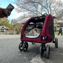 老犬介護用品あげます