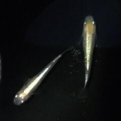 鱗光紅白　若魚1ペア+オマケ1匹　鱗血統✨