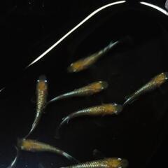 鱗光紅白　若魚1ペア+オマケ1匹　鱗血統✨の画像