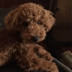 トイプードルの男の子