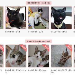 【事業主向け】売上が伸びる・資産になるホームページの作り方をアドバイスしますの画像
