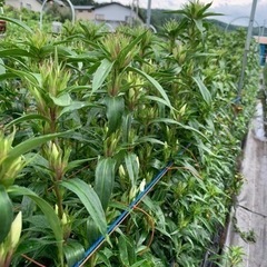 リンドウ収穫や片付け。